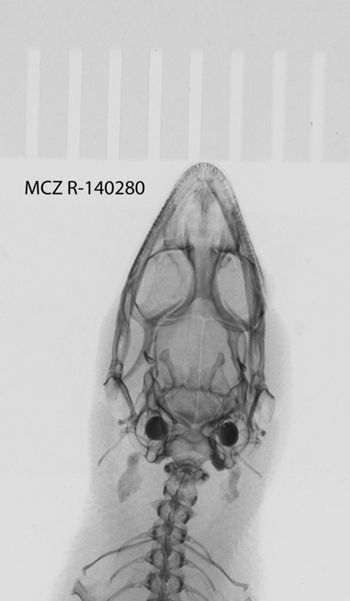 Media type: image; Herpetology R-140280